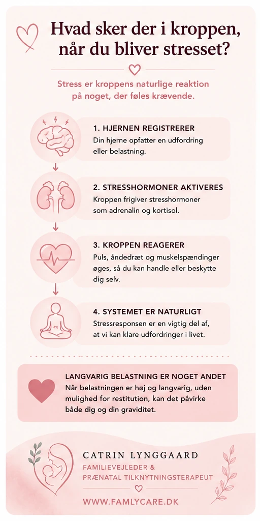Infografik om hvad der sker i kroppen, når du bliver stresset under graviditeten